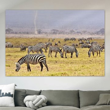 Weidende Zebras im Amboseli Nationalpark (Kenia)