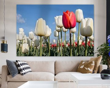 Rode tulp en witte tulpen van W J Kok