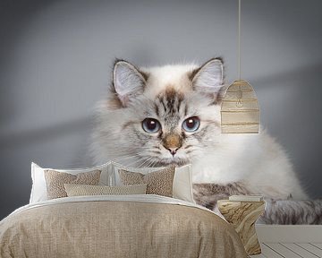 Ragdoll Kitten  van Malu de Jong