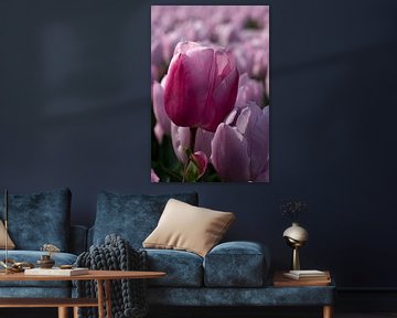 Roze tulp tussen roze tulpen van W J Kok