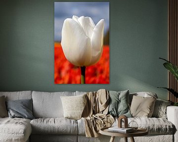Witte tulp met rode tulpen von W J Kok