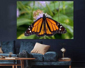 monarchvlinder op een bloem von W J Kok