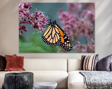 monarchvlinder op een bloem sur W J Kok