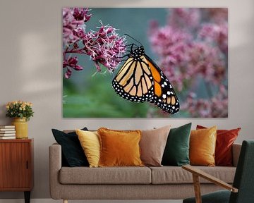 monarchvlinder op een bloem van W J Kok