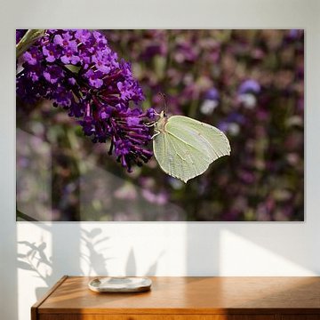 citroenvlinder op een bloem