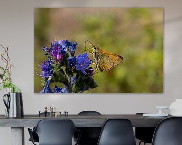 Vlinder op een paars blauwe bloem van W J Kok