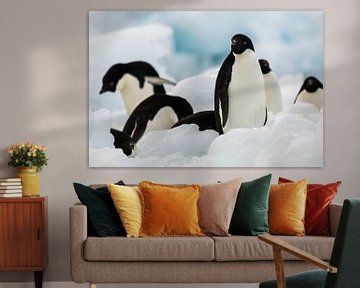 Adelie pinguin Antarctica
