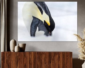 Emperor's penguin - Antarctica by Family Everywhere