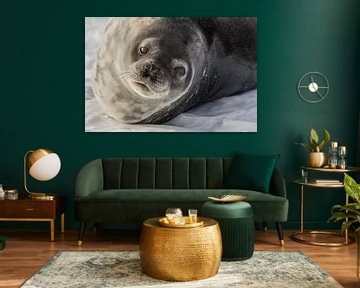 Weddel seal - Antarctica by Family Everywhere