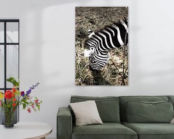 Zebra / Zèbre / van melissa demeunier