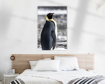 Emperor's penguin - antarctica by Family Everywhere