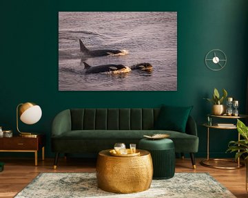 Orcas Antarctica by Family Everywhere