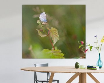 Ikarusblau auf Texel / Gemeines Blau auf Texel von Justin Sinner Pictures ( Fotograaf op Texel)