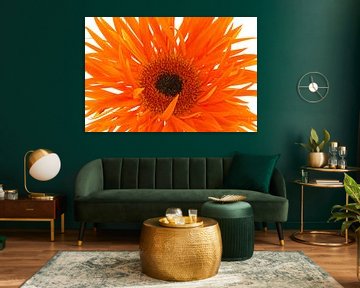 Gerbera Spinne Orange von Tanja van Beuningen