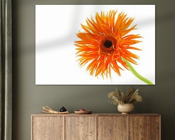 Gerbera Spider Orange