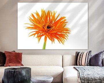 Gerbera Spider Orange