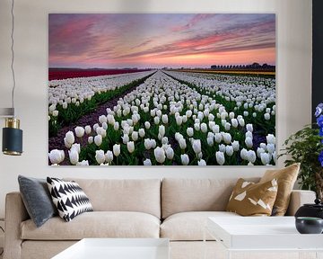 Tulip field at sunset by John Leeninga