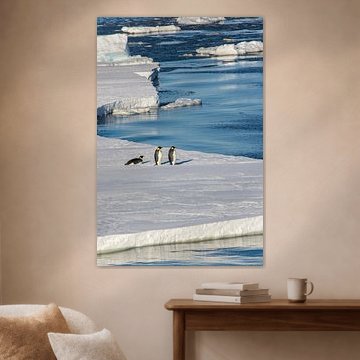 Emperor's penguin on Antarctic ice floe