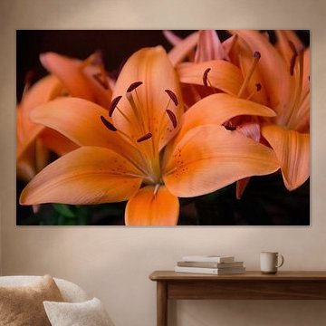 Orangenlilie (Lilium Corallo Supra)