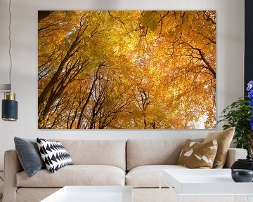 Le plafond doré de la forêt en automne sur Klaas Dozeman