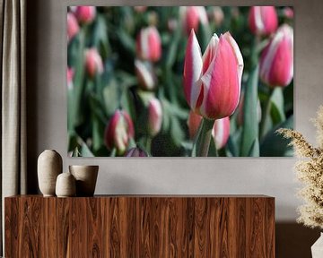 Red Tulips from Holland - 2015 sur Timmy Bouwmann