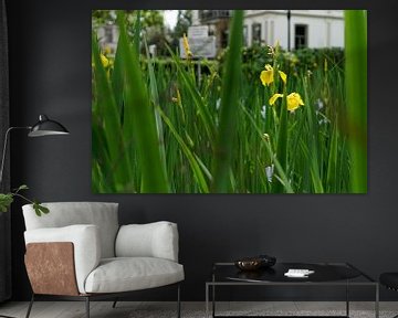 Yellow Iris - 2017 van Timmy Bouwmann