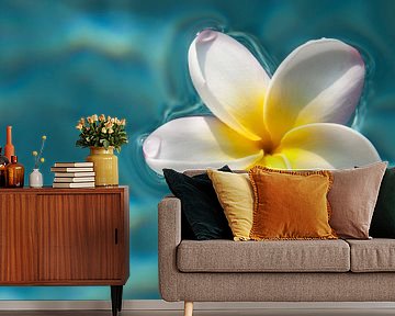 Plumeria / frangipani auf blauem Wasser von Ellis Peeters