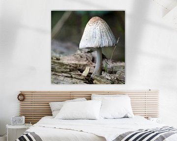 Mushroom by Ineke Klaassen