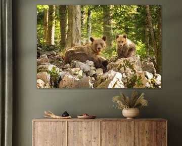 Twee wilde bruine beren in de wildernis van Slovenië