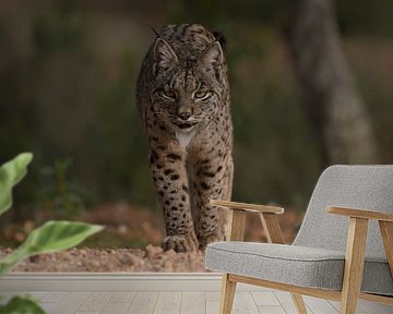 The Iberian lynx approaches by Tariq La Brijn