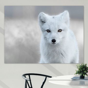 Polarfuchs von Tariq La Brijn