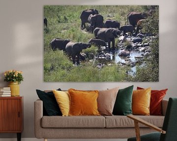 olifanten groep sur Jeroen Meeuwsen