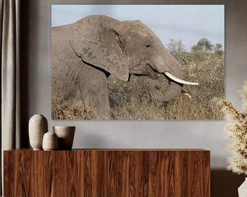 Rechterkant van olifant van Jeroen Meeuwsen