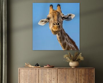 Giraf in beeld van Peter Grobbee