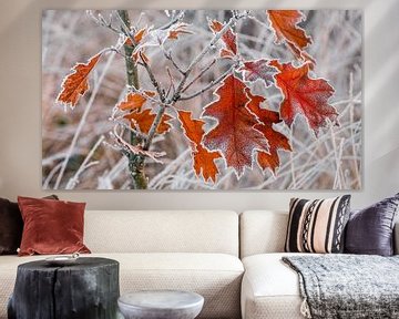 L'automne rencontre le gel sur Tvurk Photography