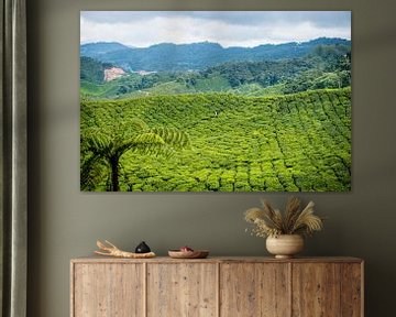 Tea Plantation Cameron Highlands by Ellis Peeters