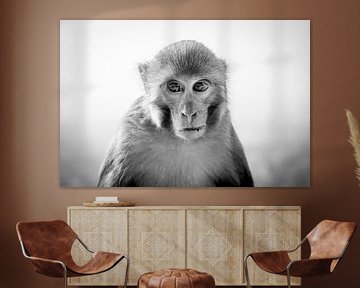 Porträt eines Affen von Ellis Peeters