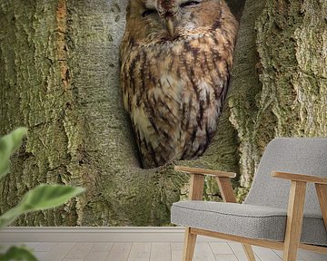 Waldkauz in einem Baum