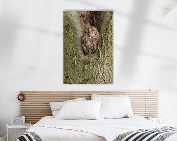 Waldkauz in einem Baum von Rob Christiaans
