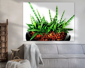 Kamerplant: Sansevieria Cylindrica Shabiki 1