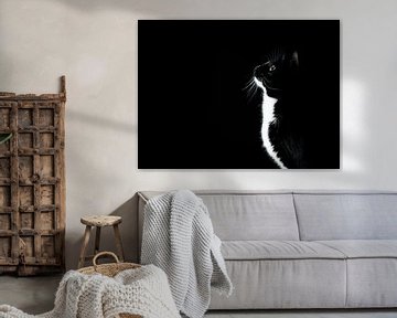 schwarz / weiße Katze, die neugierig schaut von Geert D