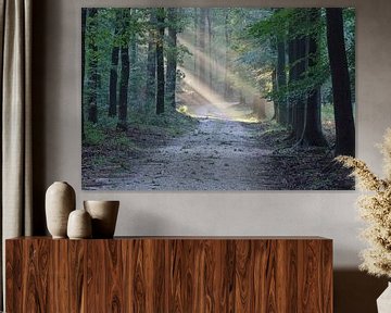 Waldweg mit Sonnenlicht von whmpictures .com