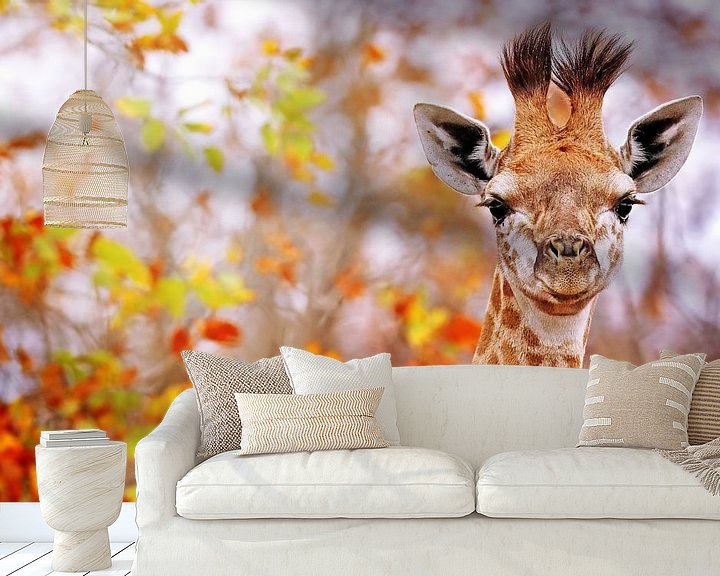Beispiel fototapete: Junge Giraffe in buntem Laub, Südafrika von W. Woyke