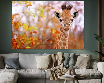 Junge Giraffe in buntem Laub, Südafrika