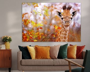Junge Giraffe in buntem Laub, Südafrika