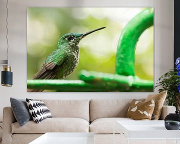 Groene Kolibri in Costa Rica van Christel Bekkers