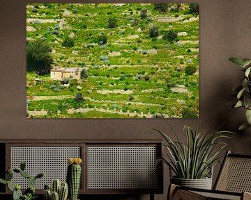 Disused Terraces on Sicily sur Gisela Scheffbuch