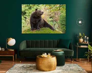 Brown Bear in the Bavarian forest. by Rob Christiaans