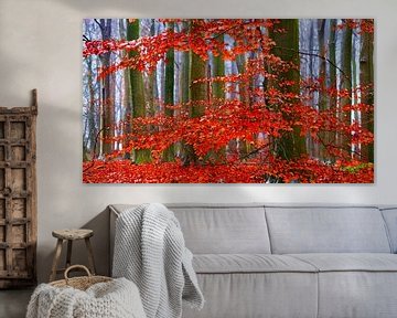 Beech-Craft (Beech in red autumn colours) by Caroline Lichthart