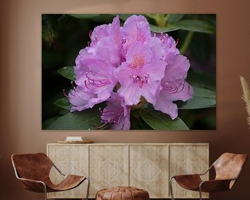 Lila Rhododendron